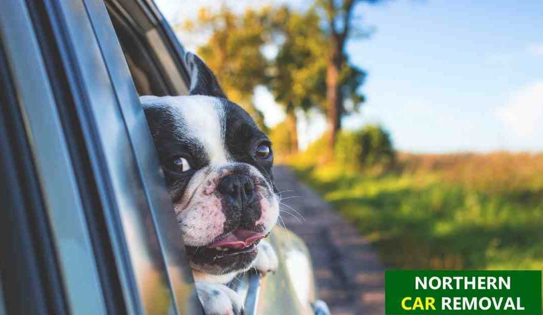 Tips for a Great Road Trip with Pets