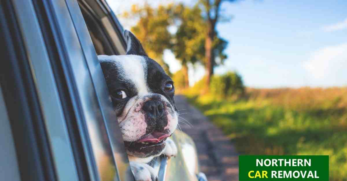 Tips for a Great Road Trip with Pets Tips for a Great Road Trip with Pets