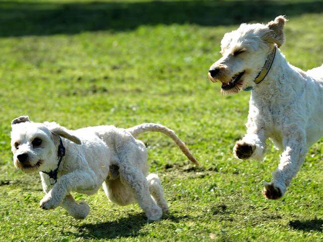 Alf Pearce Reserve Fenced Dog Park