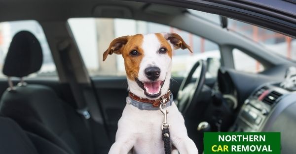 The golden rules for taking your dog on car journeys The golden rules for taking your dog on car journeys